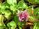 Kaukasianmaksaruoho Summer Glory - Perennat - 75313 - 1