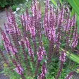 Loistosalvia Rose Queen - Perennat - 7493 - 1