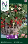 Mansikka, Puutarha-, Rainbow Treasure F1 - Vihannesten ja yrttien siemenet - 7312600904163 - 0
