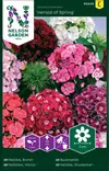 Neilikka, Harja-, Herald of Spring, seos - Kukkien ja koristeheinien siemenet - 7312600934283 - 0