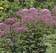 Purppurapunalatva Phantom - Perennat - 72083 - 1