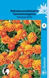 Ryhmäsamettikukka Honeycomb - Kukkien ja koristeheinien siemenet - 6415152315003 - 1