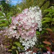 Japaninhortensia Bobo - Koristepensaat - 45733 - 2