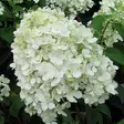 Japaninhortensia Bobo - Koristepensaat - 45733 - 1
