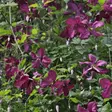 Tarhaviinikärhö Rubra - Köynnöskasvit - 51203 - 1