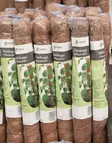 Tukikeppi kookos 60 cm halk.4,5 cm - Kasvien kiinnitys ja tuenta - 6416556104903 - 2