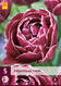 Tulppaani Dream Touch 5 kpl/pkt - Tulppaanit - 8712438526183 - 2