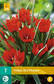 Tulppaani Red Hunter 7 kpl/pkt - Tulppaanit - 8712438509803 - 2