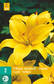 Värililja Asiatic Yellow 2 kpl/pkt - Liljat - 8712438520853 - 2