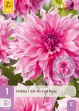 Daalia Cafe Au Lait Rose 1 kpl/pkt - - 8712438991233 - 1