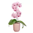 Elho Orkidearuuk. Vibes Orchid High 12,5 - Suojaruukut ja -korit - 8711904527693 - 2
