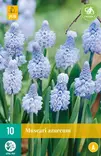 Helmililja Azureum 10 kpl/pkt - Liljat - 8712438521003 - 2