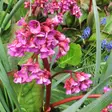 Herttavuorenkilpi Rotblum - Perennat - 7103 - 1