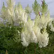 Jaloangervo Weisse Gloria - Perennat - 70813 - 1