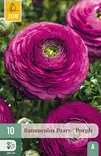 Jaloleinikki Purple 10 kpl/pkt -  - 8712438626333 - 2