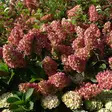 Japaninhortensia Bonfire - Koristepensaat - 45933 - 1