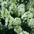 Japaninhortensia Magical Fire -  - 45753 - 1