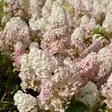 Japaninhortensia Sundae Fraise maxi - Koristepensaat - 45743 - 2