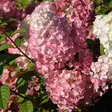 Japaninhortensia Sundae Fraise maxi - Koristepensaat - 45743 - 1