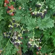 Karhunvadelma Thornless Evergreen - Vadelmat - 2163 - 1