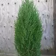 Kartiokiinankataja Stricta 60-80 - Havupuut - 60553 - 1