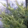 Kartiomarjakuusi Densiformis 40-50 - Havupuut - 62063 - 1