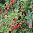 Koreanhappomarja Red Tears - Koristepensaat - 45183 - 2
