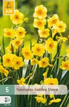 Narsissi Golden Dawn 5 kpl/pkt - Narsissit - 8712438513503 - 1