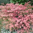 Pallesorvarinpensas Compactus - Koristepensaat - 4553 - 2