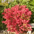 Pallesorvarinpensas Compactus - Koristepensaat - 4553 - 1