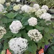 Pallohortensia FlowerWow - Koristepensaat - 45713 - 1