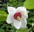 Pensasmagnolia - Koristepensaat - 43263 - 1