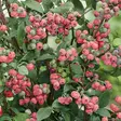 Pensasmustikka Pink Lemonade - Mustikat - 22453 - 1