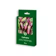 PUNAJUURI Cylindra - Kukkien ja koristeheinien siemenet - 4770168920903 - 0