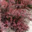 Purppurahappomarja Atropurpurea - Koristepensaat - 4523 - 1