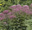 Purppurapunalatva Phantom - Perennat - 72083 - 1