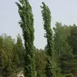 Pylväshaapa Erecta - Koristepuut - 4133 - 1