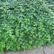 Siroseppelvarpu Crispa - Koristepensaat - 4693 - 1