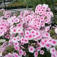 Syysleimu Soft Pink - Perennat - 6417481282483 - 1