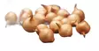 Talvikeltasipuli Shakespare 500g 21/24 - Ruokasipulit - 8711968485953 - 2