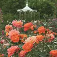 Tertturuusu Morning Sun - Ryhmäruusut - 31463 - 1