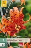 Tiikerililja Flore Pleno 2 kpl/pkt - Liljat - 8712438998423 - 1