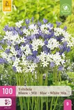 Triteleia Blue - White mix 100 kpl/pkt - Muut kukkasipulit - 8720873001103 - 1