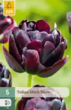 Tulppaani Black Hero 5 kpl/pkt - Kukkasipulit - 8712438507403 - 1