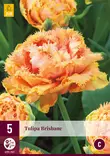 Tulppaani Brisbane 5 kpl/pkt - Tulppaanit - 8712438983153 - 2