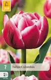 Tulppaani Columbus 7 kpl/pkt - Tulppaanit - 8712438502583 - 1
