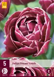 Tulppaani Dream Touch 5 kpl/pkt - Tulppaanit - 8712438526183 - 2