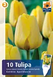 Tulppaani Golden Apeldoorn 6 kpl/pkt - Tulppaanit - 8711148313823 - 1