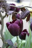 Tulppaani Queen of Night 6 kpl/pkt - Tulppaanit - 8711148313533 - 4