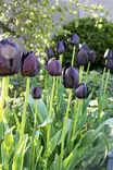 Tulppaani Queen of Night 6 kpl/pkt - Tulppaanit - 8711148313533 - 3